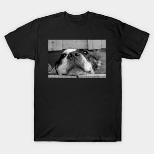 Cute Puppy Dog Poster T-Shirt